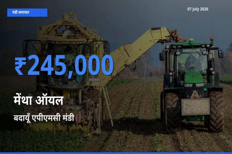 आज का मंडी भाव: मेंथा ऑयल के सबसे ज़्यादा दाम बदायूँ एपीएमसी में