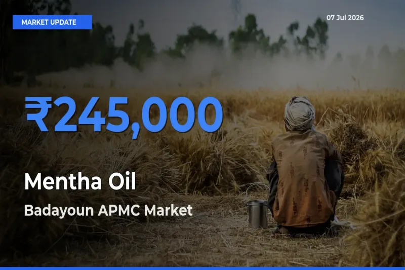 Badayoun APMC Records Highest ₹245,000 Rate for Mentha Oil