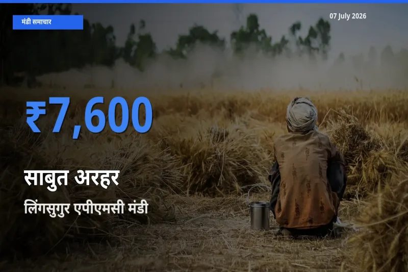 07 July अपडेट: साबुत अरहर के सबसे ऊँचे दाम लिंगसुगुर एपीएमसी मंडी में