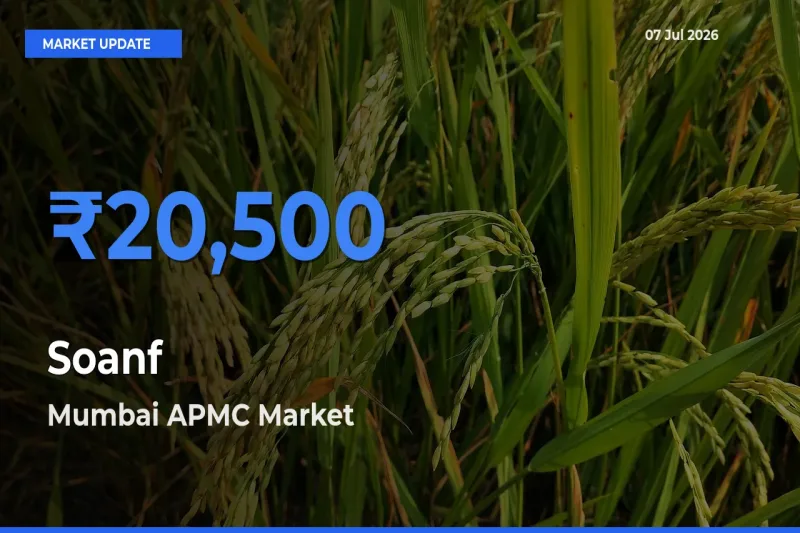 Mumbai APMC Leads as Top Mandi for Soanf Prices