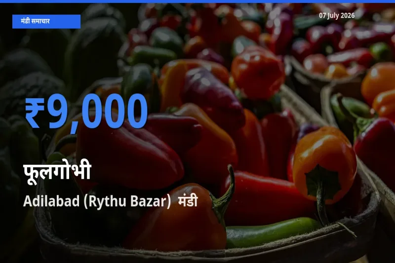 Adilabad (Rythu Bazar)  मंडी में फूलगोभी ₹9,000 पर पहुँचा – आज का सर्वोच्च भाव