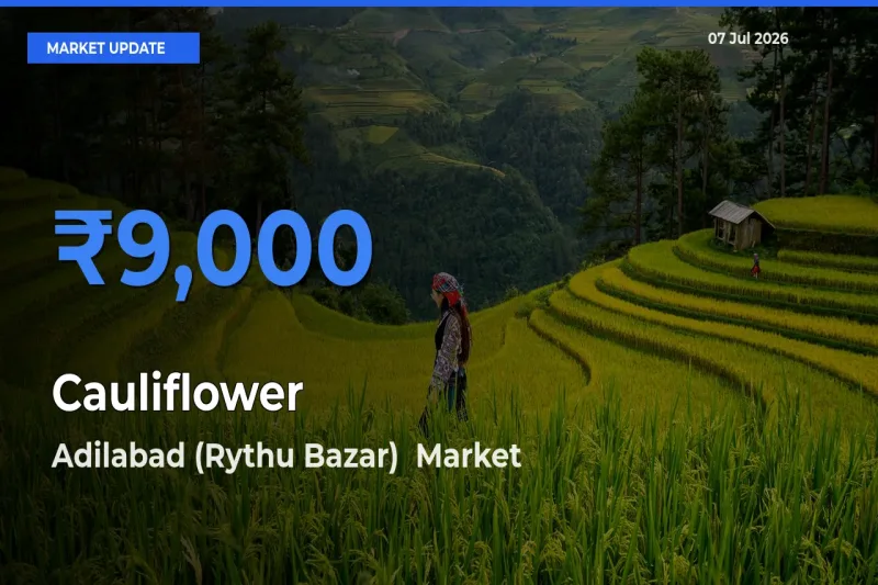 Adilabad (Rythu Bazar) Tops Cauliflower Mandi Rates Today