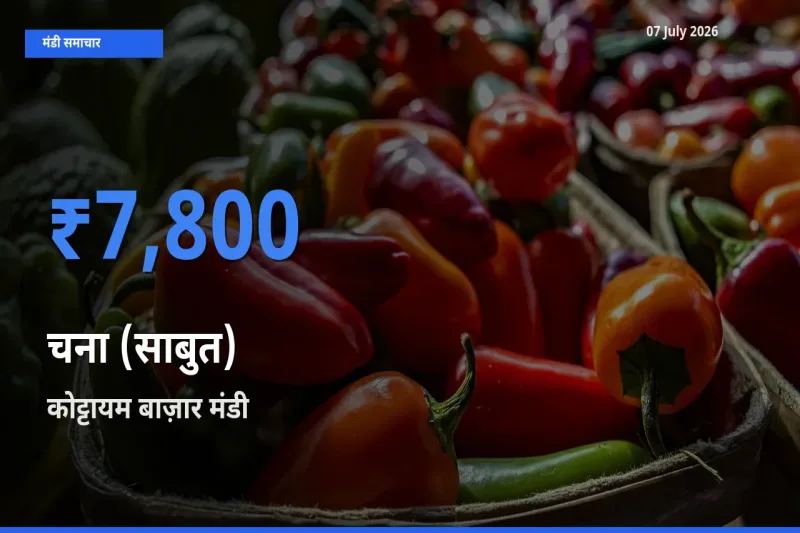 कोट्टायम बाज़ार मंडी में आज चना (साबुत) के सबसे ऊँचे दाम दर्ज