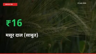 आज का मंडी भाव: मसूर दाल (साबुत) के दाम मंडी में 15.61% ऊपर
