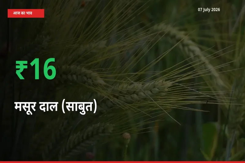 आज का मंडी भाव: मसूर दाल (साबुत) के दाम मंडी में 15.61% ऊपर
