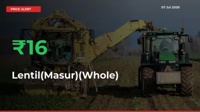 Sharp Jump! Lentil(Masur)(Whole) Prices Climb 15.61% in 24 Hours at Key Mandis