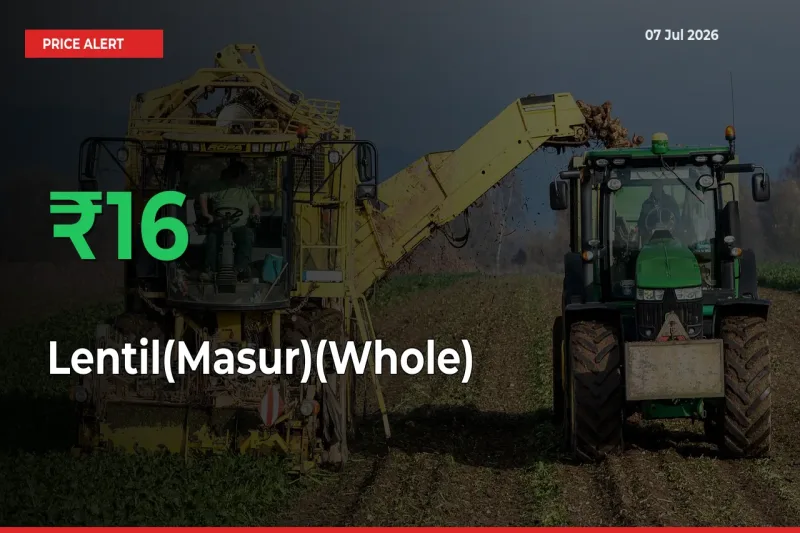 Sharp Jump! Lentil(Masur)(Whole) Prices Climb 15.61% in 24 Hours at Key Mandis