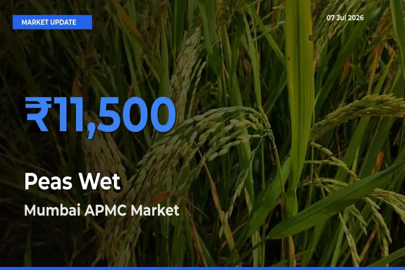 Mumbai APMC Tops Peas Wet Rates – July 07 Market Update