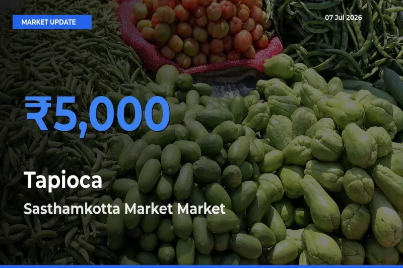 Sasthamkotta Market Leads as Top Mandi for Tapioca Prices
