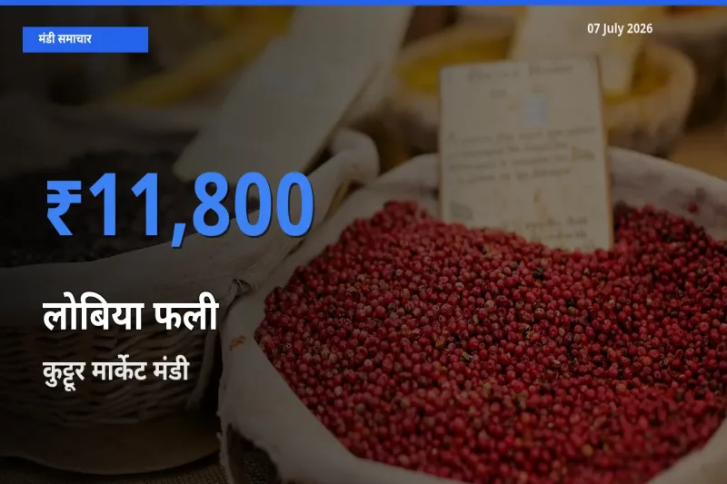 कुट्टूर मार्केट मंडी में आज लोबिया फली के सबसे ऊँचे दाम दर्ज