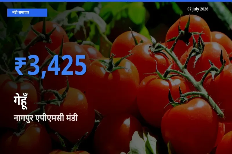 07 July अपडेट: गेहूँ के सबसे ऊँचे दाम नागपुर एपीएमसी मंडी में