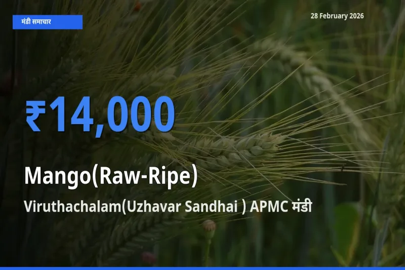 आज Mango(Raw-Ripe) के सबसे ऊँचे दाम ₹14,000 Viruthachalam(Uzhavar Sandhai ) APMC मंडी में