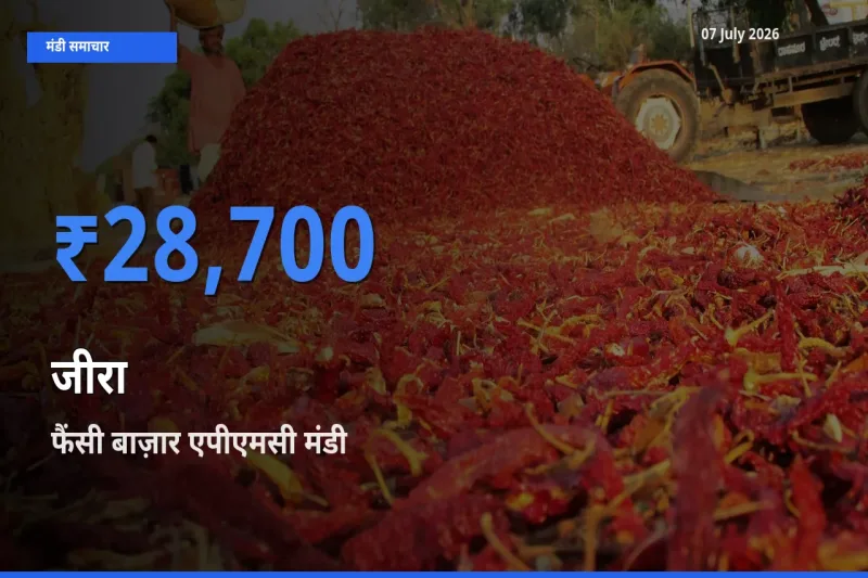 बाज़ार संकेत: फैंसी बाज़ार एपीएमसी बना जीरा के लिए आज की टॉप मंडी