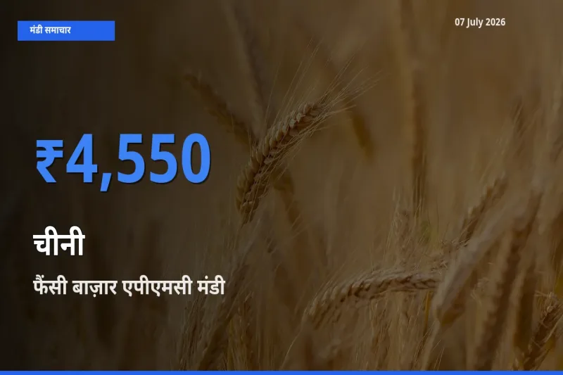 फैंसी बाज़ार एपीएमसी मंडी में चीनी ₹4,550 पर पहुँचा – आज का सर्वोच्च भाव