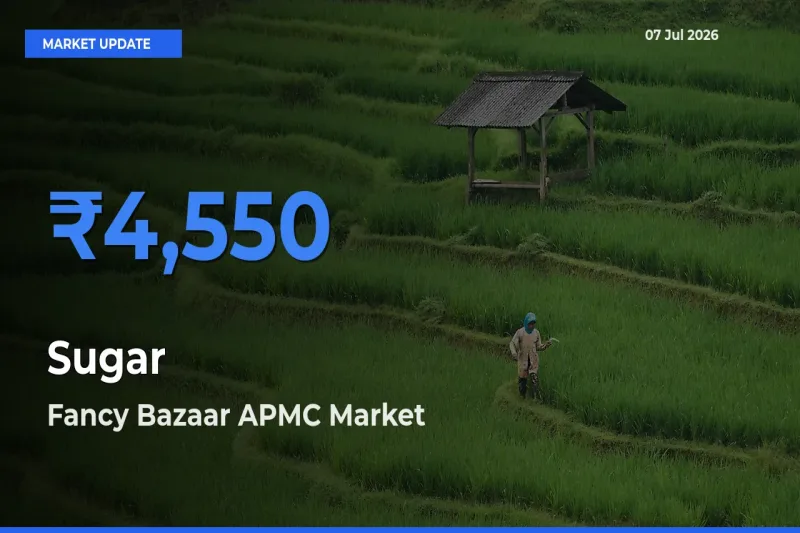 Market Watch: Fancy Bazaar APMC Becomes Top Mandi for Sugar