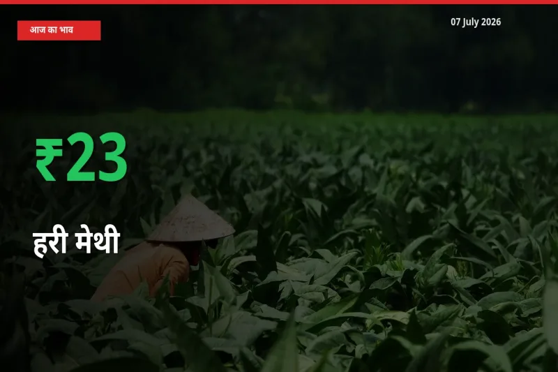 आज का मंडी भाव: हरी मेथी के दाम मंडी में 22.76% ऊपर