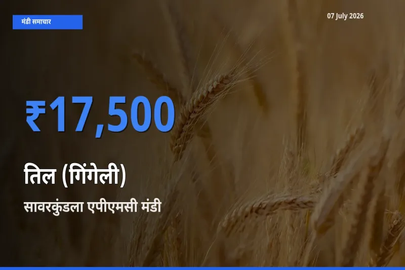 आज तिल (गिंगेली) के सबसे ऊँचे दाम ₹17,500 सावरकुंडला एपीएमसी मंडी में