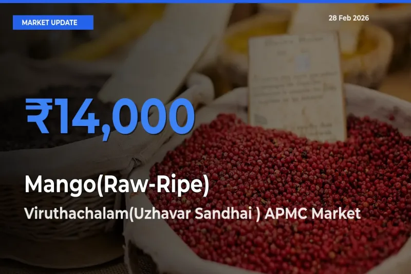 Viruthachalam(Uzhavar Sandhai ) APMC Leads as Top Mandi for Mango(Raw-Ripe) Prices