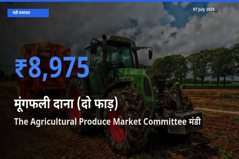 The Agricultural Produce Market Committee में मूंगफली दाना (दो फाड़) का आज सबसे ऊँचा भाव