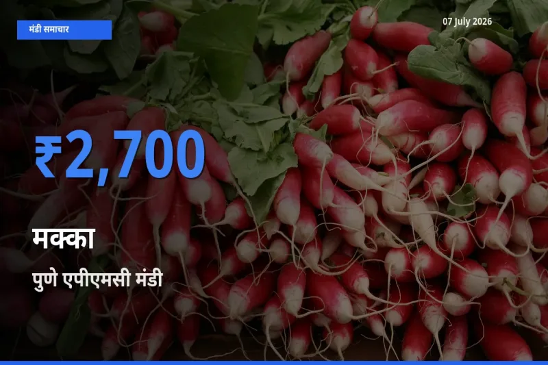 आज मक्का के सबसे ज़्यादा दाम पुणे एपीएमसी मंडी में दर्ज