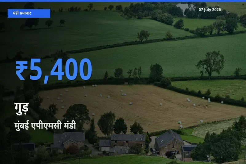 आज का मंडी भाव: गुड़ के सबसे ज़्यादा दाम मुंबई एपीएमसी में