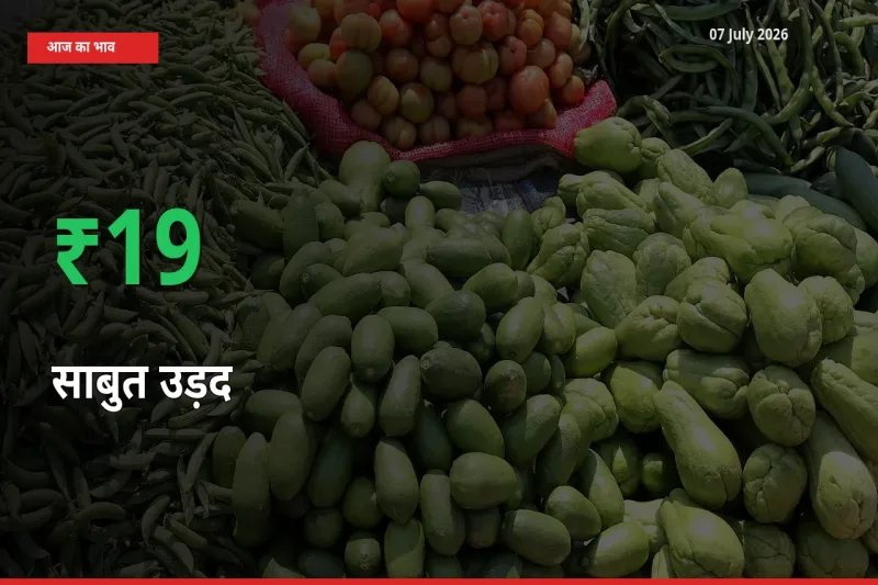 किसानों के लिए खुशखबरी! स्थानीय मंडी में साबुत उड़द 18.7% उछला