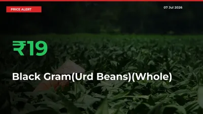 Black Gram(Urd Beans)(Whole) Mandi Rate Today: Prices Jump 18.7% at Market