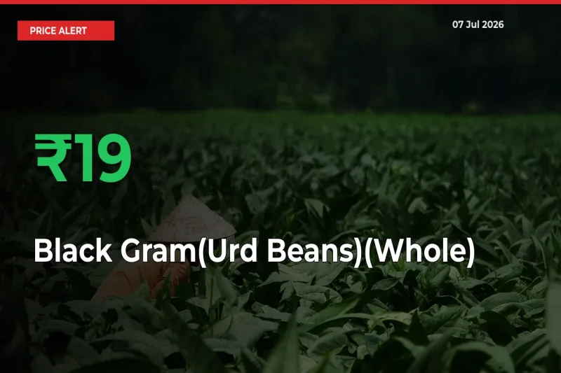 Black Gram(Urd Beans)(Whole) Mandi Rate Today: Prices Jump 18.7% at Market