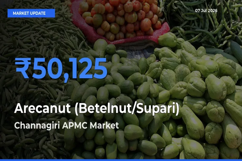 Farmers Prefer Channagiri APMC as Arecanut (Betelnut/Supari) Hits Highest Rate