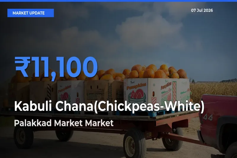 Palakkad Market Offers ₹11,100 – Highest Kabuli Chana(Chickpeas-White) Rate Today
