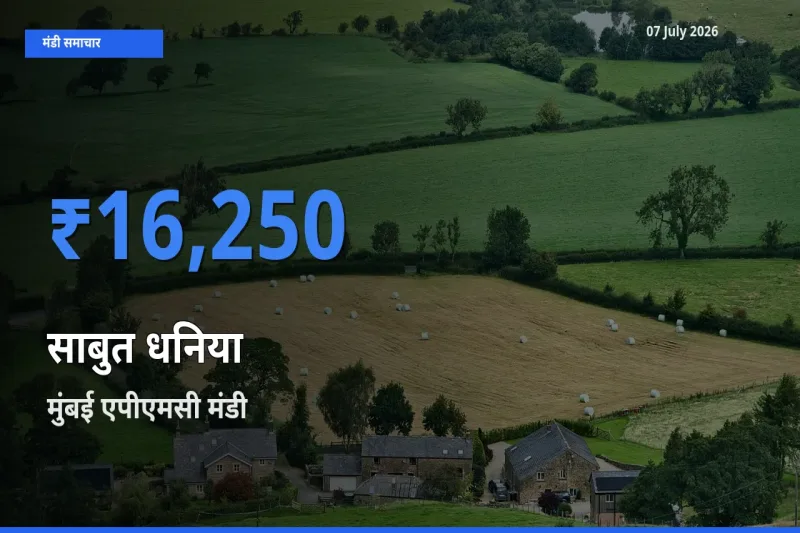 आज साबुत धनिया के सबसे ज़्यादा दाम मुंबई एपीएमसी मंडी में दर्ज