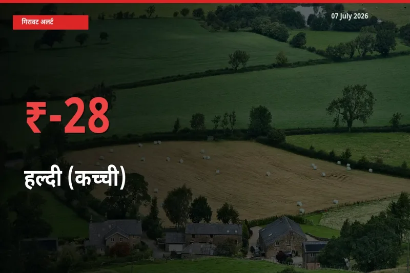 तेज़ गिरावट! मंडी में हल्दी (कच्ची) के दाम 27.97% लुढ़के