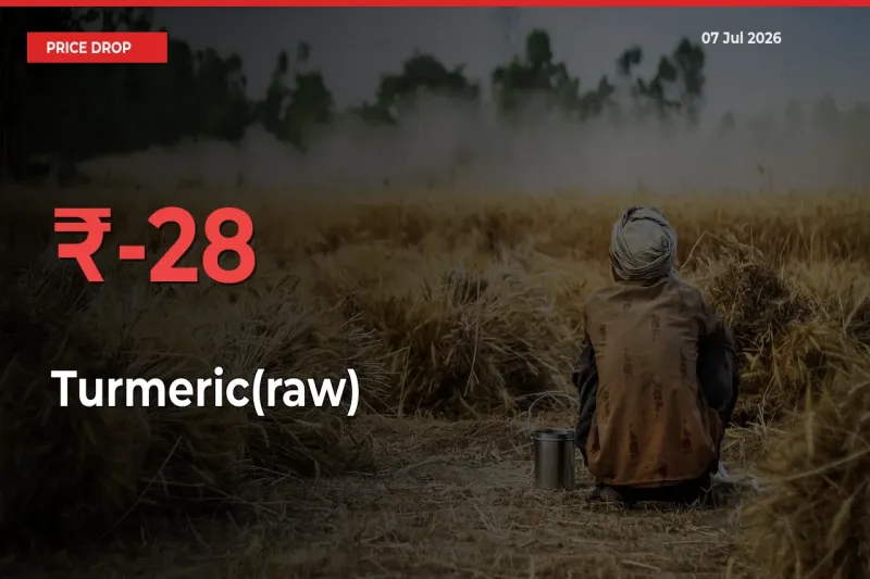 Turmeric(raw) Prices Drop 27.97% in 24 Hours at Major Mandis