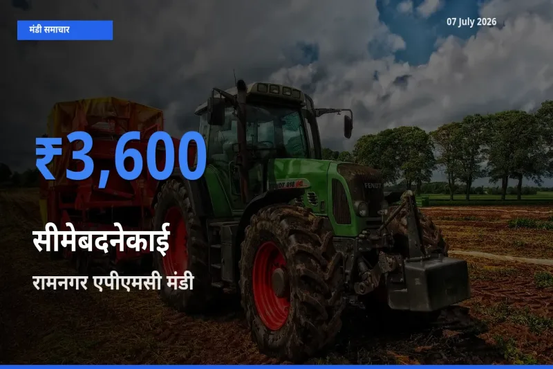 रामनगर एपीएमसी मंडी में सीमेबदनेकाई ₹3,600 पर पहुँचा – आज का सर्वोच्च भाव