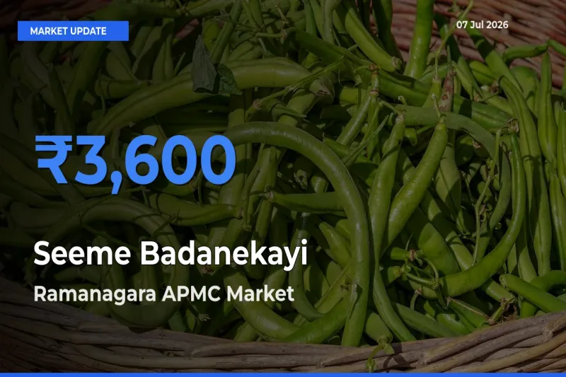 Ramanagara APMC Leads as Top Mandi for Seeme Badanekayi Prices