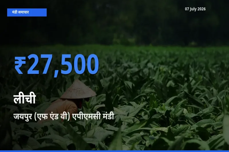 आज लीची के सबसे ज़्यादा दाम जयपुर (एफ एंड वी) एपीएमसी मंडी में दर्ज