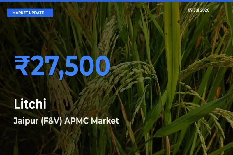Jaipur (F&V) APMC Emerges as Top Mandi for Litchi Prices Today