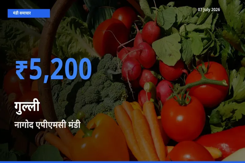 आज गुल्ली के सबसे ज़्यादा दाम नागोद एपीएमसी मंडी में दर्ज