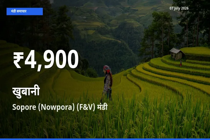 रिकॉर्ड गिरावट नहीं, लेकिन 30 दिन का न्यूनतम! Sopore (Nowpora) (F&V) में खुबानी के दाम फिसले