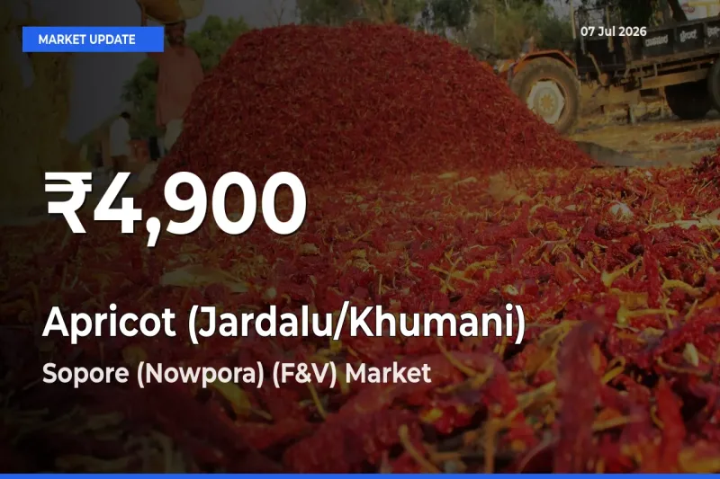 Farmers Concerned as Apricot (Jardalu/Khumani) Hits 30-Day Low in Sopore (Nowpora) (F&V)
