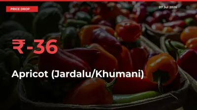 Apricot (Jardalu/Khumani) Mandi Rate Today: Prices Fall 36.45% at Market