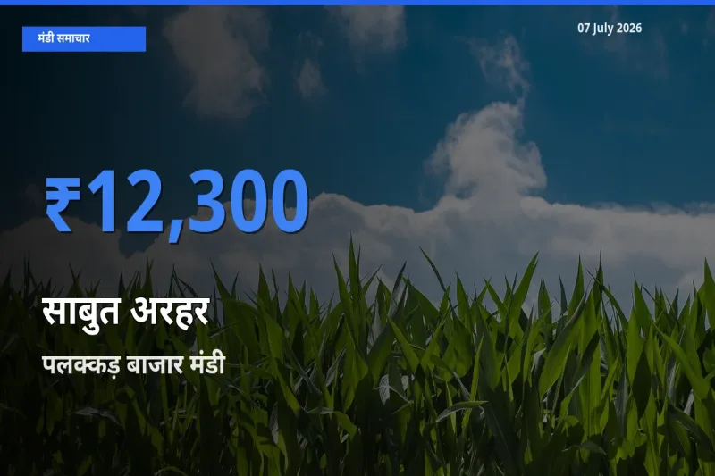 आज साबुत अरहर के सबसे ज़्यादा दाम पलक्कड़ बाजार मंडी में दर्ज