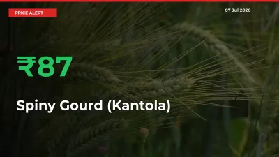 Sudden 86.67% Rally in Spiny Gourd (Kantola) Prices Across Mandis