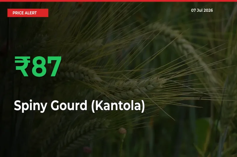 Sudden 86.67% Rally in Spiny Gourd (Kantola) Prices Across Mandis