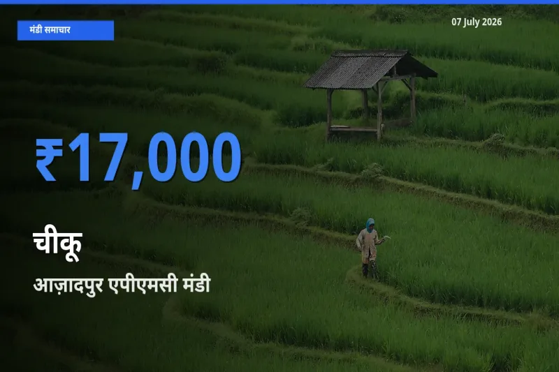 आज़ादपुर एपीएमसी मंडी में आज चीकू के सबसे ऊँचे दाम दर्ज