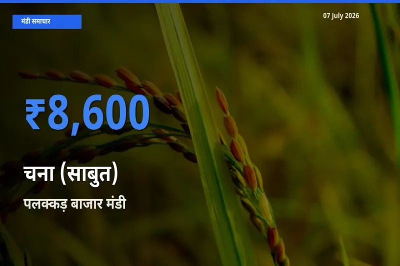 बाज़ार संकेत: पलक्कड़ बाजार बना चना (साबुत) के लिए आज की टॉप मंडी