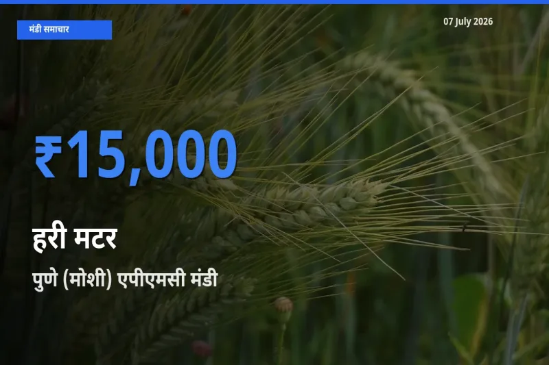 पुणे (मोशी) एपीएमसी मंडी में हरी मटर ₹15,000 पर पहुँचा – आज का सर्वोच्च भाव