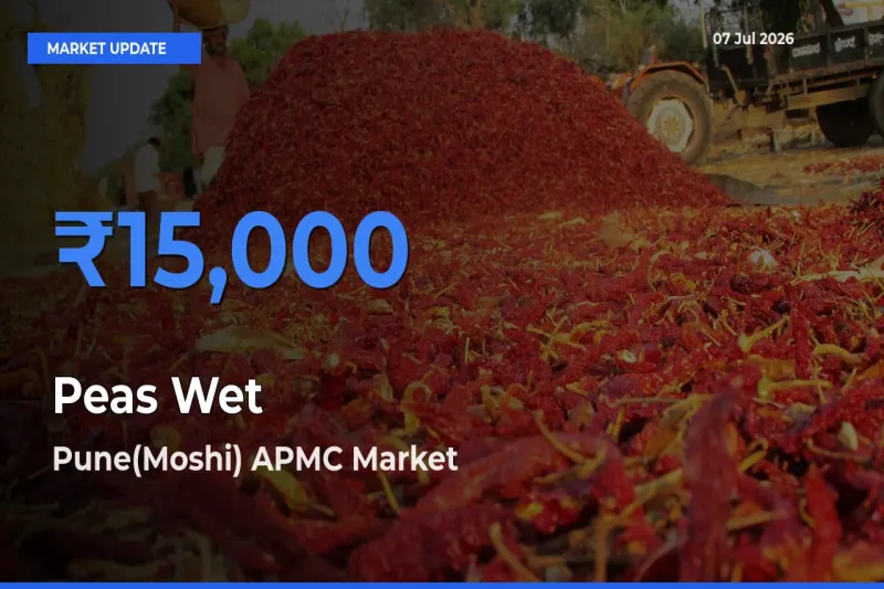 Pune(Moshi) APMC Tops Peas Wet Rates – July 07 Market Update
