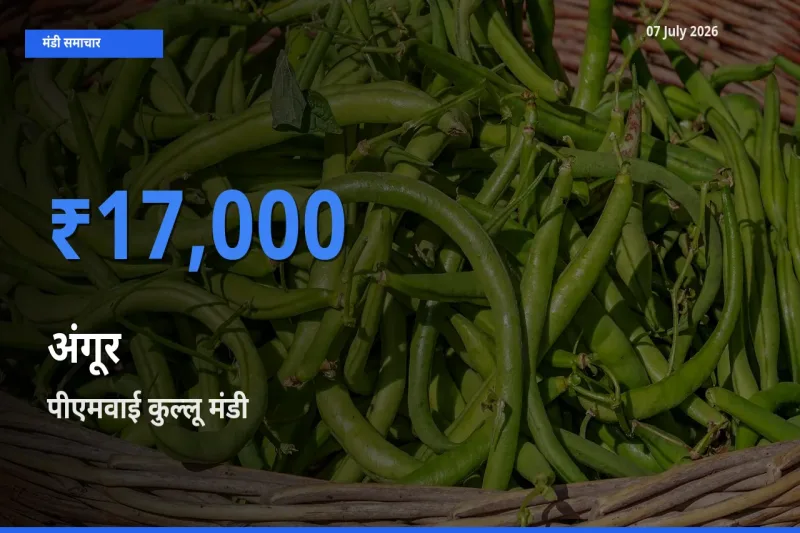 पीएमवाई कुल्लू मंडी में आज अंगूर के सबसे ऊँचे दाम दर्ज