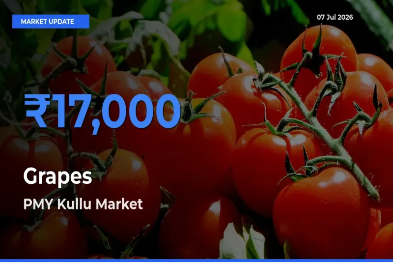 PMY Kullu Tops Grapes Mandi Rates Today